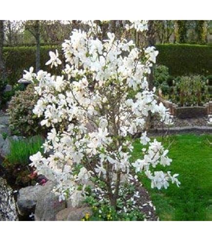 Amazon.com : Alexandrina Japanese Magnolia, Pink Flowering